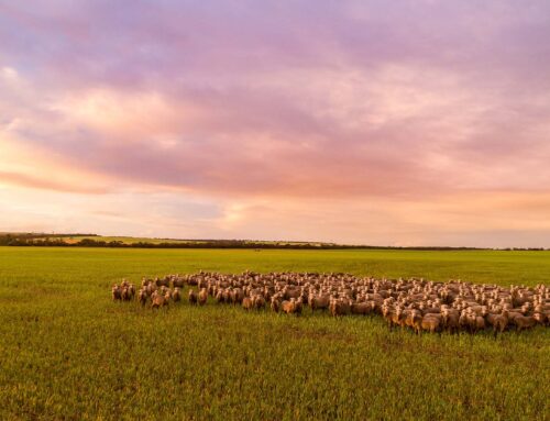 It pays to think long-term when deciding whether to buy land at any time – First Published in Stock Journal on 10/11/2025