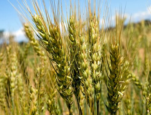 Thought patterns can be difficult to break – First Published in Stock Journal on 26/12/2022