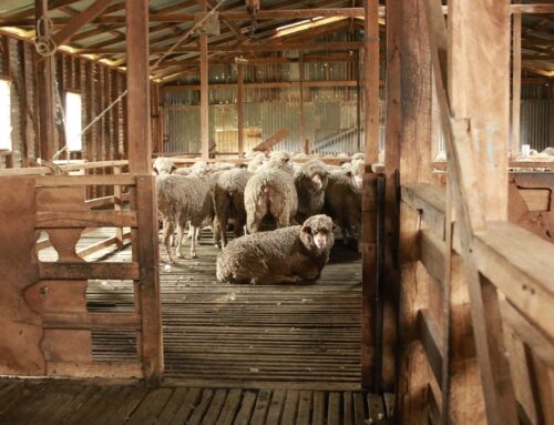 Weigh options for shift in farm focus – First Published in Stock Journal on 13/11/2023