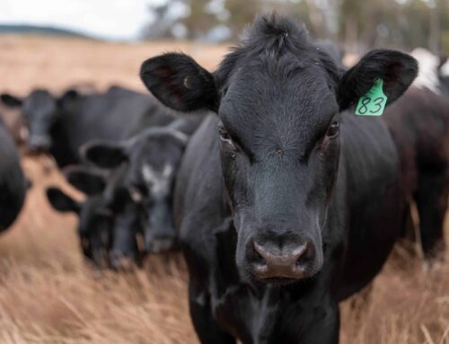 Most valuable real estate is between your ears – First Published in Stock Journal on 14/04/2025