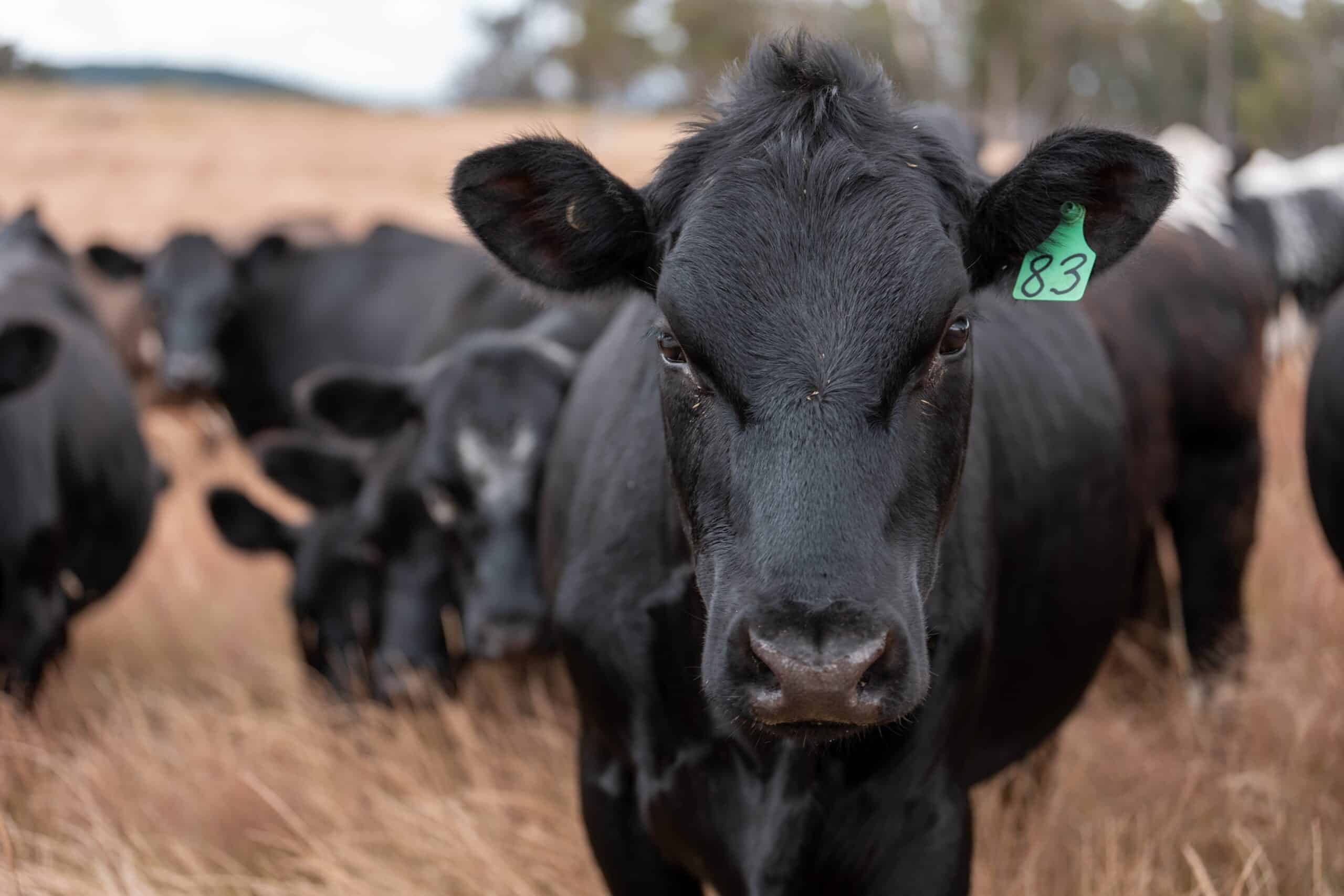 shutterstock 2659220891 scaled