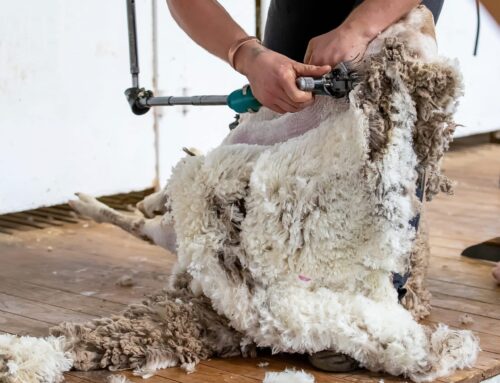 Farming profession can require right attitude – First Published in Stock Journal on 05/02/2024