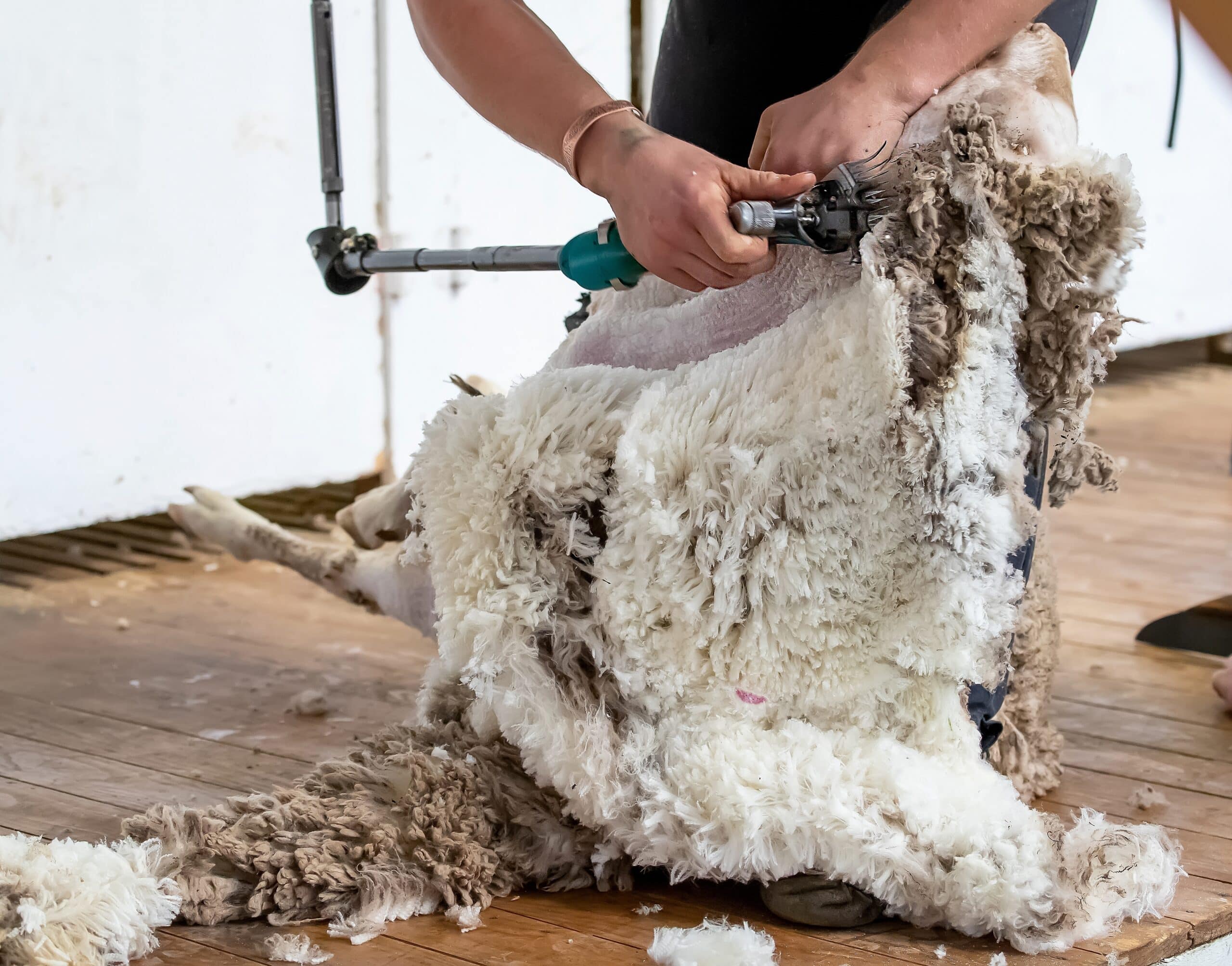 shutterstock 2706707365 scaled