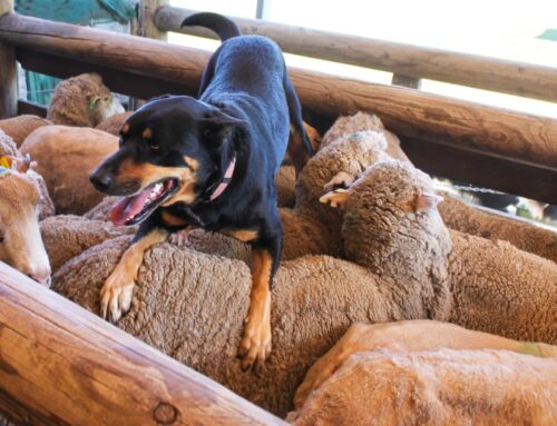 Being vulnerable in business can be beneficial – First Published in Stock Journal on 25/11/2024